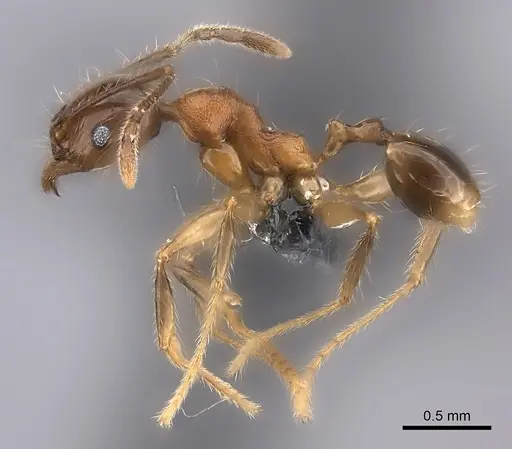 Pheidole ariel specimen CASENT0153419 image casent0153419_3
