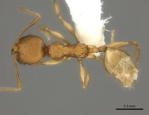 Pheidole ariel specimen CASENT0198579 image casent0198579_1
