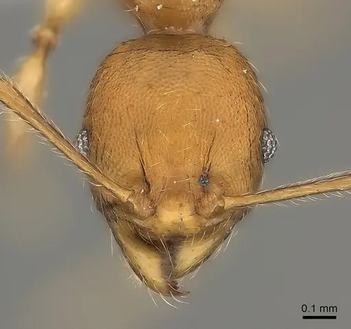 Pheidole ariel specimen CASENT0198579 image casent0198579_2