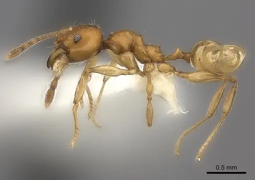 Pheidole ariel specimen CASENT0198579 image casent0198579_3