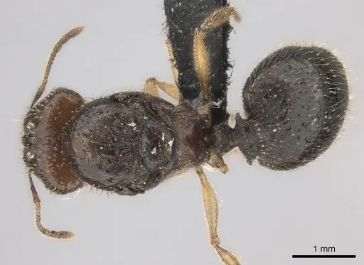 Pheidole ariel specimen CASENT0235009 image casent0235009_1