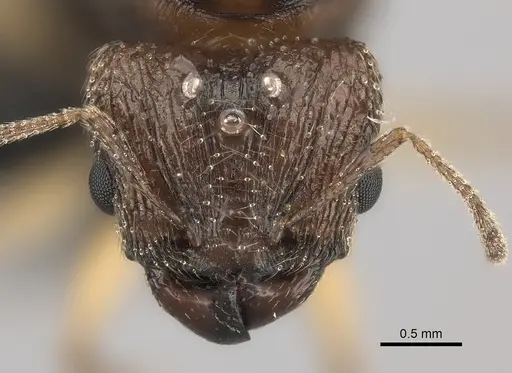 Pheidole ariel specimen CASENT0235009 image casent0235009_2