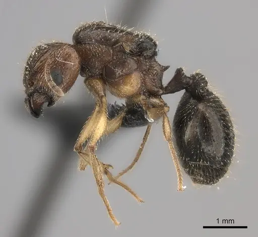 Pheidole ariel specimen CASENT0235009 image casent0235009_3