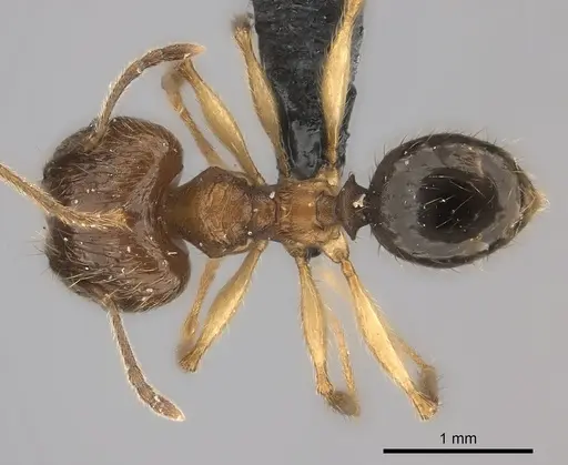 Pheidole ariel specimen CASENT0235010 image casent0235010_1