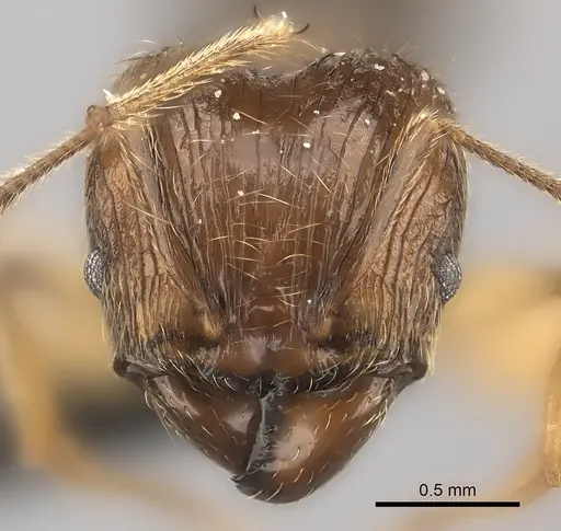 Pheidole ariel specimen CASENT0235010 image casent0235010_2