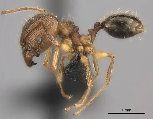 Pheidole ariel specimen CASENT0235010 image casent0235010_3