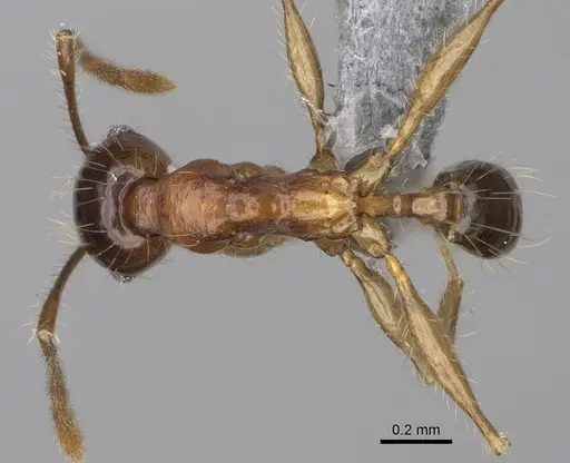 Pheidole ariel specimen CASENT0300266 image casent0300266_1