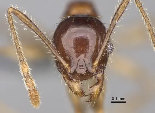 Pheidole ariel specimen CASENT0300266 image casent0300266_2