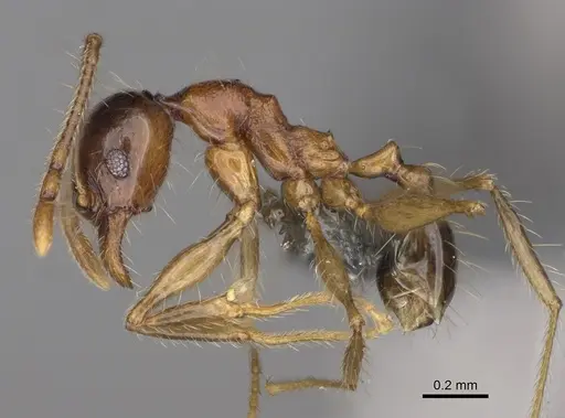 Pheidole ariel specimen CASENT0300266 image casent0300266_3