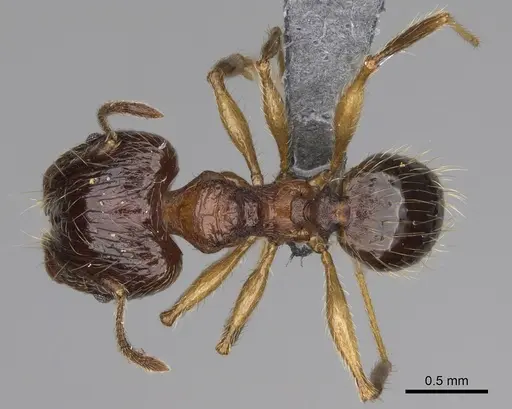 Pheidole ariel specimen CASENT0923263 image casent0923263_1