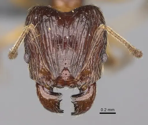Pheidole ariel specimen CASENT0923263 image casent0923263_2