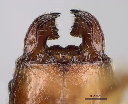 Pheidole ariel specimen CASENT0923263 image casent0923263_3