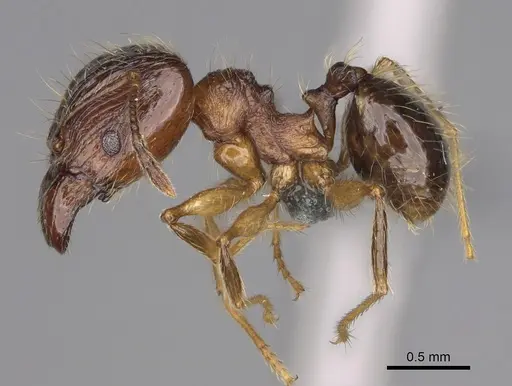 Pheidole ariel specimen CASENT0923263 image casent0923263_4