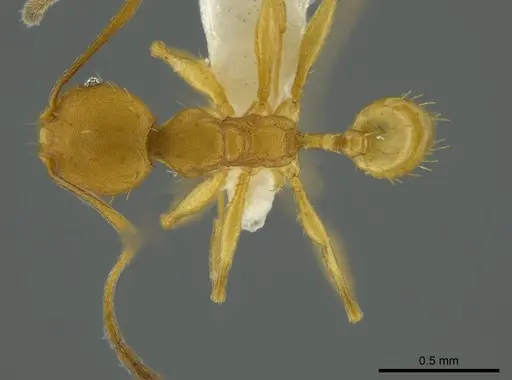 Pheidole aripoensis specimen CASENT0625432 image casent0625432_1