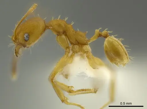 Pheidole aripoensis specimen CASENT0625432 image casent0625432_3
