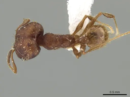 Pheidole aripoensis specimen CASENT0639427 image casent0639427_1