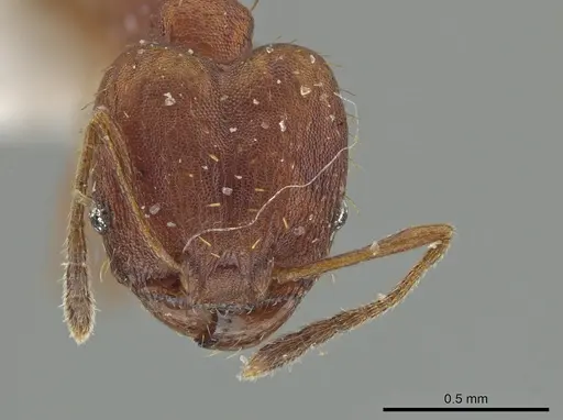 Pheidole aripoensis specimen CASENT0639427 image casent0639427_2