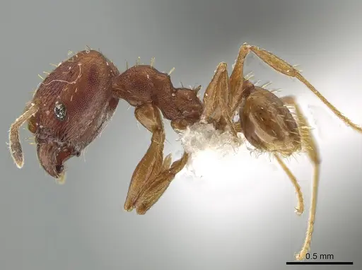 Pheidole aripoensis specimen CASENT0639427 image casent0639427_3