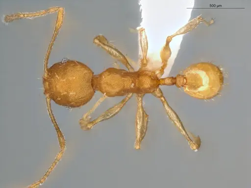 Pheidole aripoensis specimen ECOFOG-MI15-0180-24 image ecofog-mi15-0180-24_1
