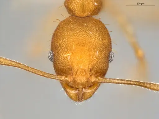 Pheidole aripoensis specimen ECOFOG-MI15-0180-24 image ecofog-mi15-0180-24_2