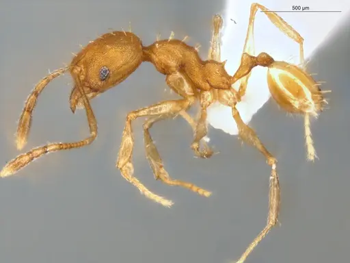 Pheidole aripoensis specimen ECOFOG-MI15-0180-24 image ecofog-mi15-0180-24_3