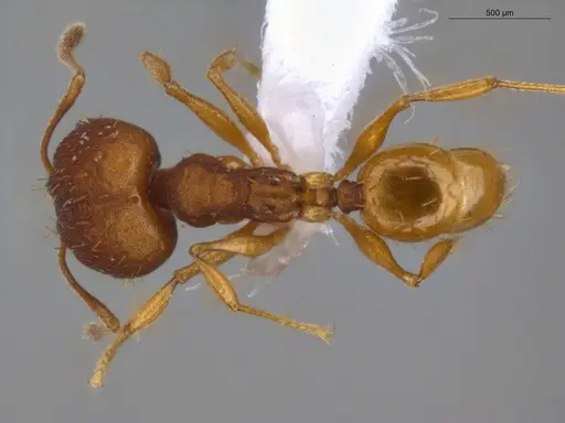 Pheidole aripoensis specimen ECOFOG-PA14-0004-02-S image ecofog-pa14-0004-02-s_1