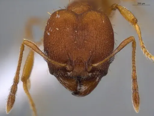 Pheidole aripoensis specimen ECOFOG-PA14-0004-02-S image ecofog-pa14-0004-02-s_2