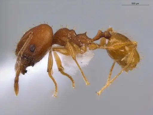 Pheidole aripoensis specimen ECOFOG-PA14-0004-02-S image ecofog-pa14-0004-02-s_3