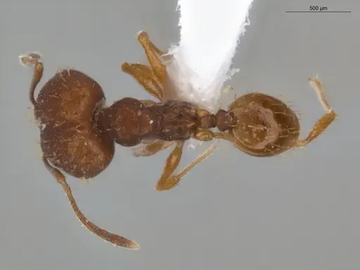 Pheidole aripoensis specimen ECOFOG-PA14-0133-02-S image ecofog-pa14-0133-02-s_1