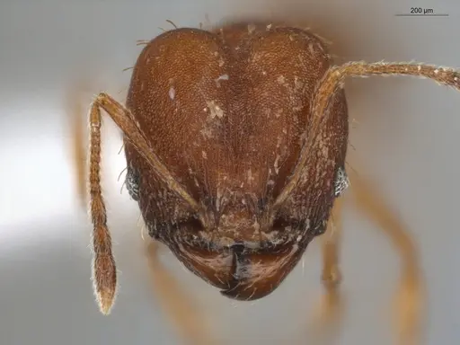 Pheidole aripoensis specimen ECOFOG-PA14-0133-02-S image ecofog-pa14-0133-02-s_2