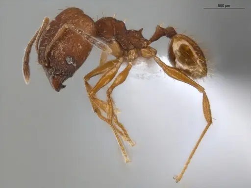 Pheidole aripoensis specimen ECOFOG-PA14-0133-02-S image ecofog-pa14-0133-02-s_3