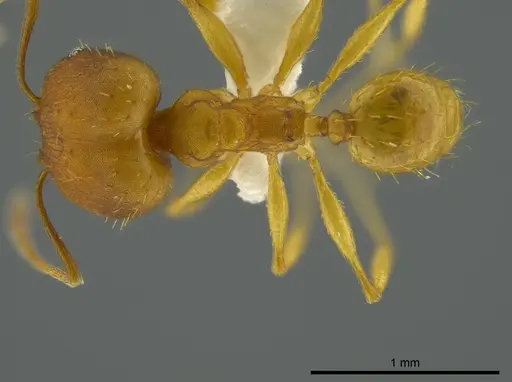 Pheidole aripoensis specimen JTLC000016322 image jtlc000016322_1
