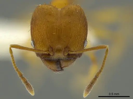 Pheidole aripoensis specimen JTLC000016322 image jtlc000016322_2