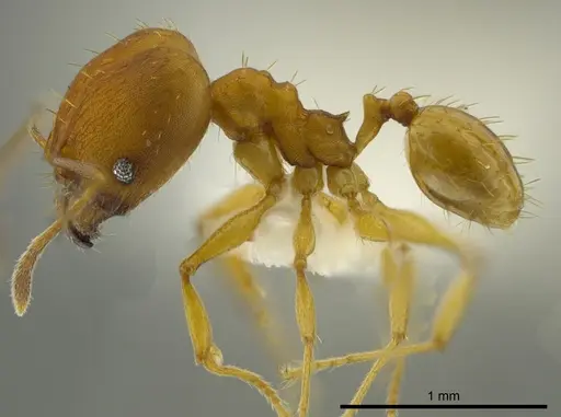 Pheidole aripoensis specimen JTLC000016322 image jtlc000016322_3