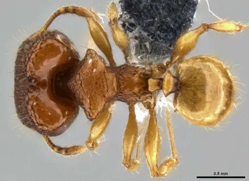 Pheidole aristotelis specimen CASENT0219465 image casent0219465_1