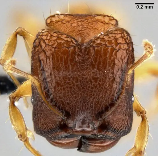 Pheidole aristotelis specimen CASENT0219465 image casent0219465_2