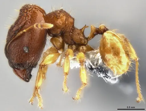 Pheidole aristotelis specimen CASENT0219465 image casent0219465_3
