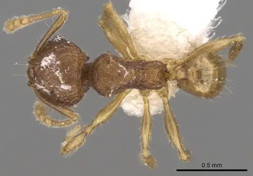 Pheidole aristotelis specimen CASENT0281627 image casent0281627_1