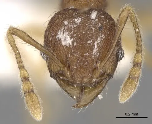 Pheidole aristotelis specimen CASENT0281627 image casent0281627_2