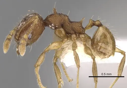 Pheidole aristotelis specimen CASENT0281627 image casent0281627_3