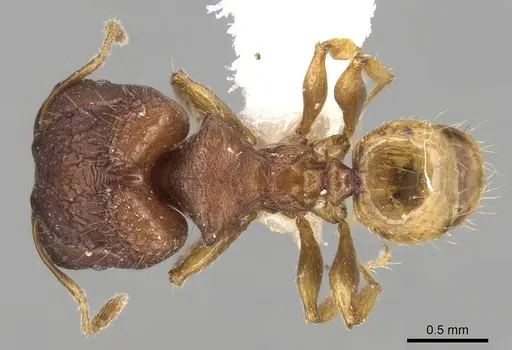 Pheidole aristotelis specimen CASENT0281632 image casent0281632_1