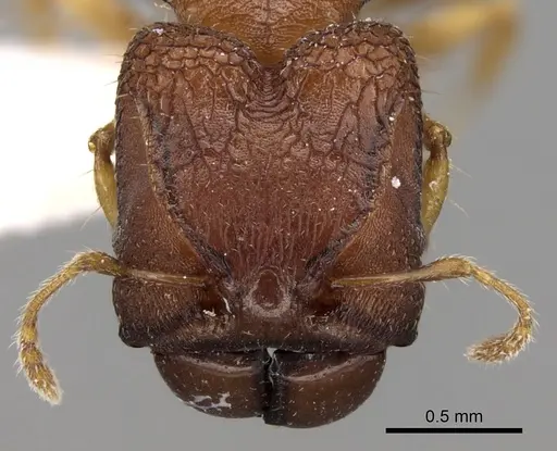 Pheidole aristotelis specimen CASENT0281632 image casent0281632_2