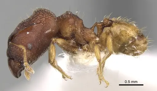 Pheidole aristotelis specimen CASENT0281632 image casent0281632_3