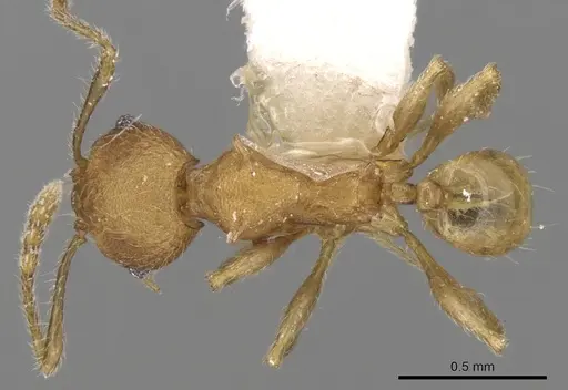 Pheidole aristotelis specimen CASENT0281633 image casent0281633_1