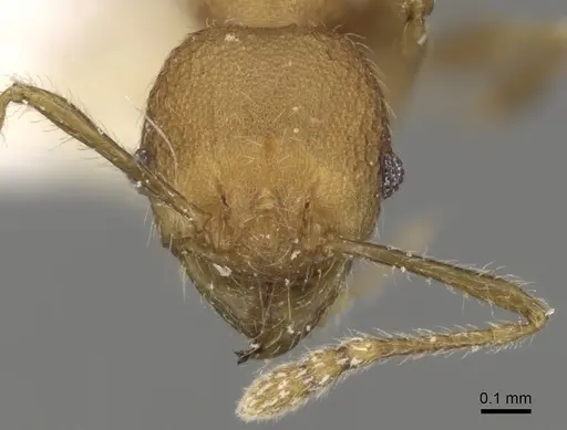 Pheidole aristotelis specimen CASENT0281633 image casent0281633_2