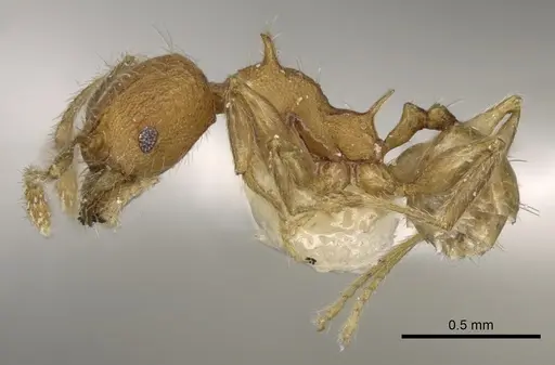 Pheidole aristotelis specimen CASENT0281633 image casent0281633_3