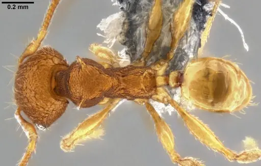 Pheidole aristotelis specimen CASENT0282388 image casent0282388_1