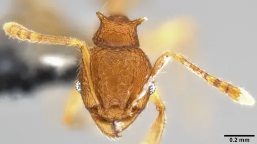 Pheidole aristotelis specimen CASENT0282388 image casent0282388_2