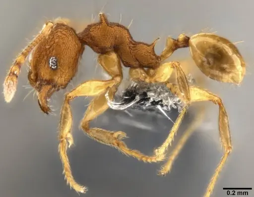 Pheidole aristotelis specimen CASENT0282388 image casent0282388_3
