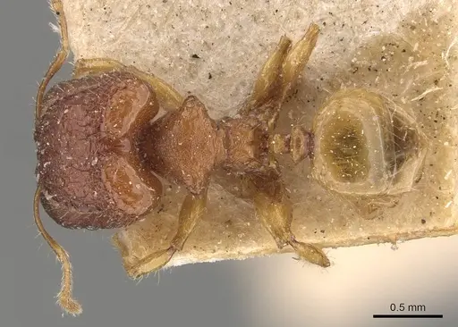 Pheidole aristotelis specimen CASENT0907971 image casent0907971_1